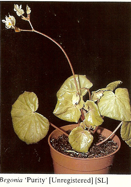 B. ‘Purity’